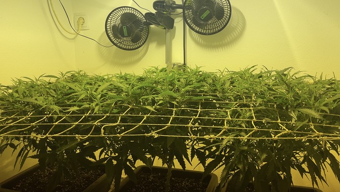 Growreport Bild 4