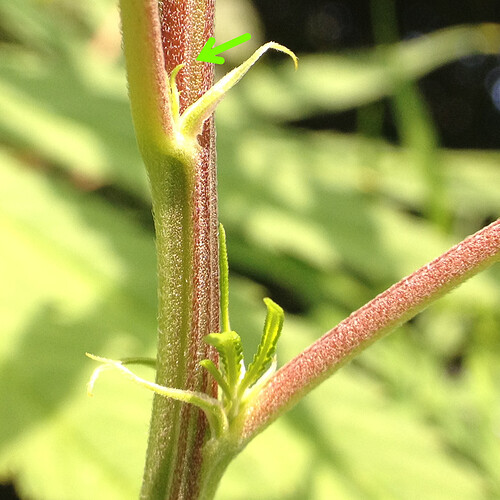Growreport Bild 6