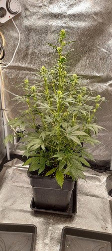 Growreport Bild 9
