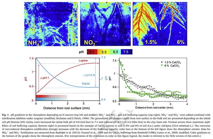 Rhizosphere acidification strength various CaCO3