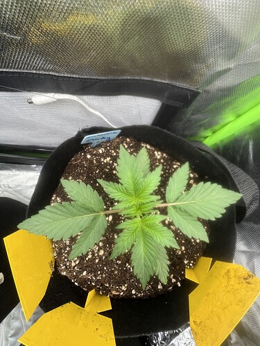 Growreport Bild 59