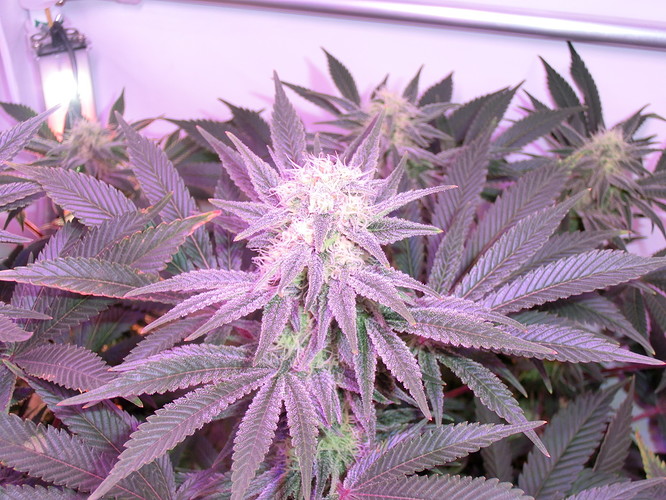 Growreport Bild 8