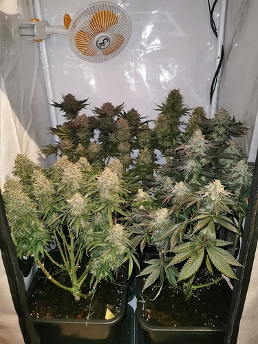 Growreport Bild 5
