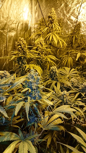 Growreport Bild 1