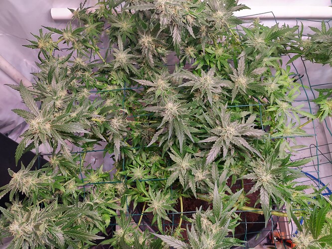 Growreport Bild 15