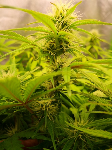 Growreport Bild 4