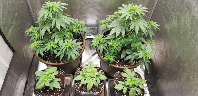 Growreport Bild 11