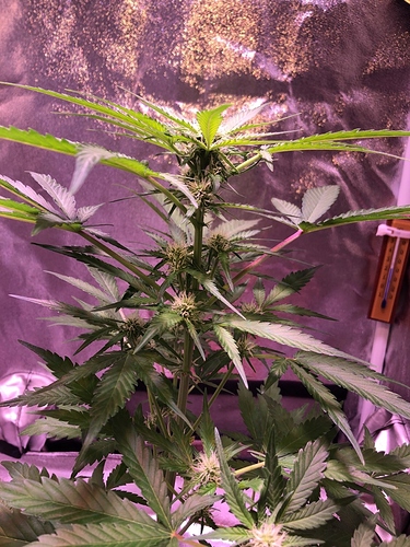 Growreport Bild 46