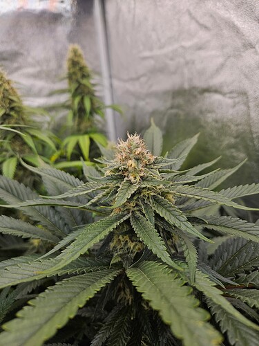 Growreport Bild 36