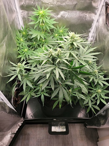 Growreport Bild 8