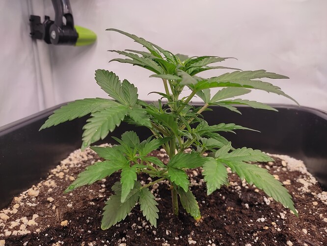 Growreport Bild 2
