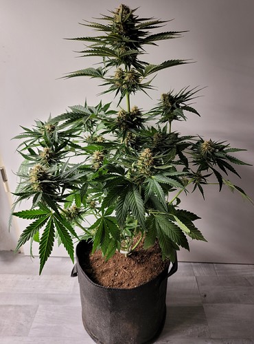 Growreport Bild 3