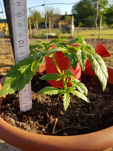 Growreport Bild 1