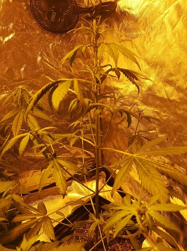 Growreport Bild 1