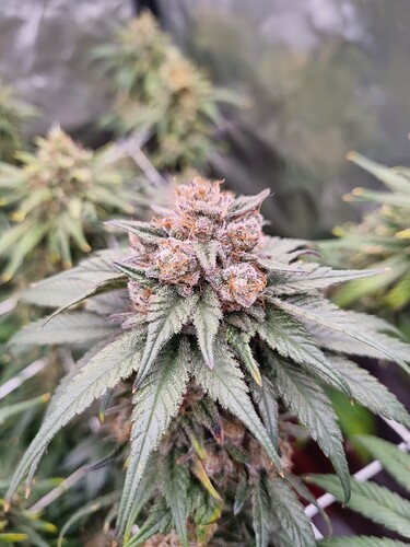 Growreport Bild 19