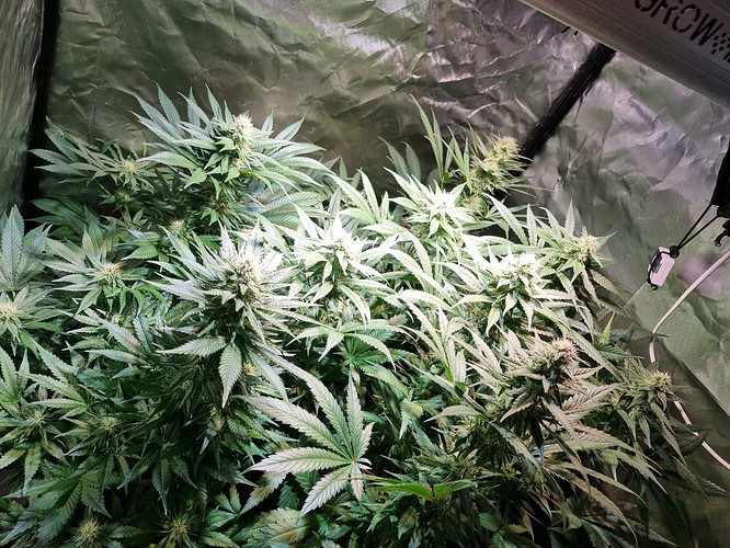 Growreport Bild 6