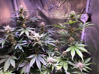 Growreport Bild 8
