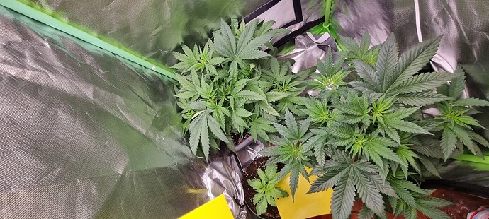 Growreport Bild 6