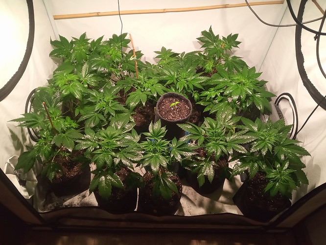 Growreport Bild 31