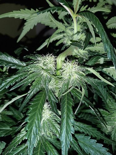 Growreport Bild 3