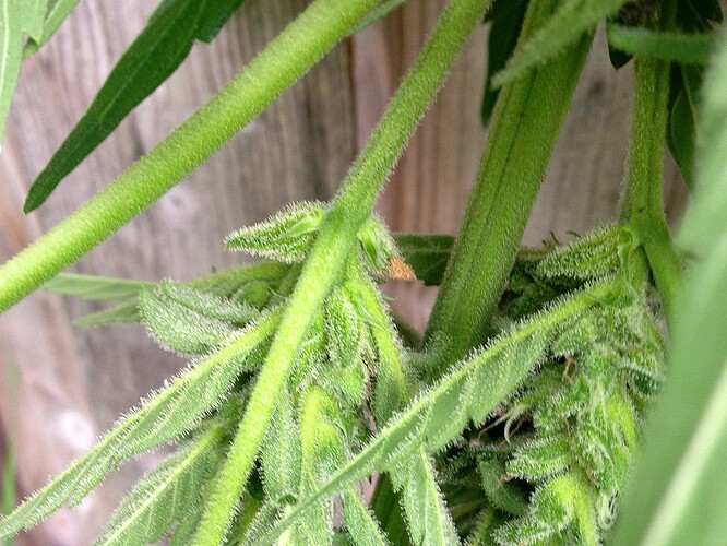 Growreport Bild 2