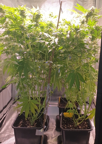 Growreport Bild 5