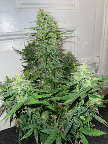 Growreport Bild 12