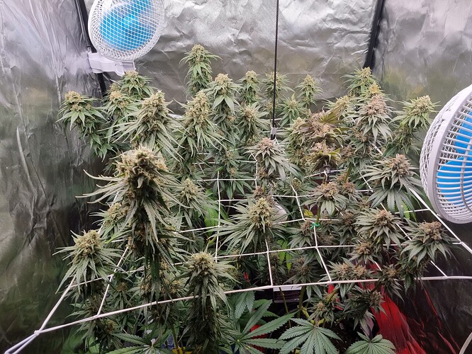 Growreport Bild 26