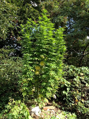 Growreport Bild 21