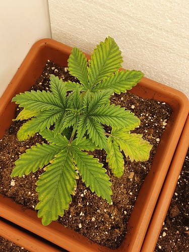 Growreport Bild 3