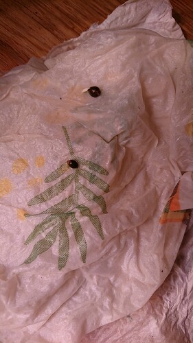 obscura1659098775088