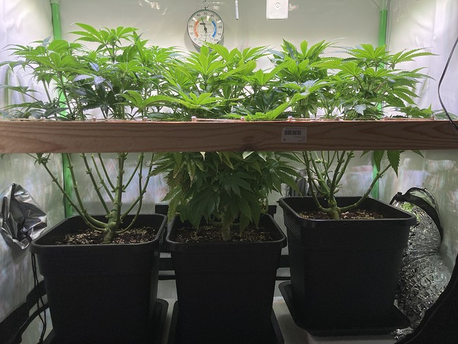 Growreport Bild 5
