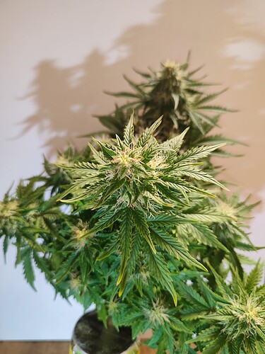 Growreport Bild 32