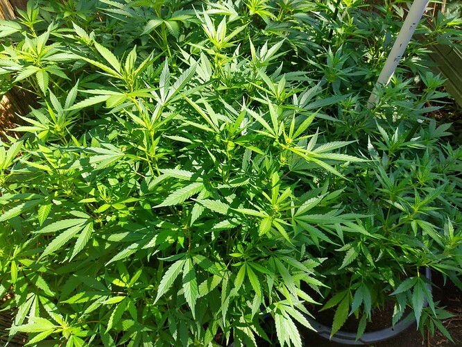 Growreport Bild 2