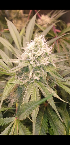 Growreport Bild 3