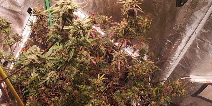 Growreport Bild 26