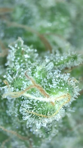 Growreport Bild 2