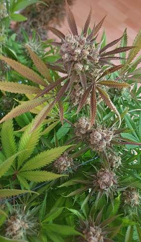 Growreport Bild 6