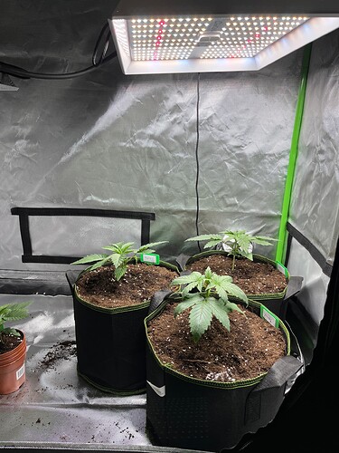 Growreport Bild 8