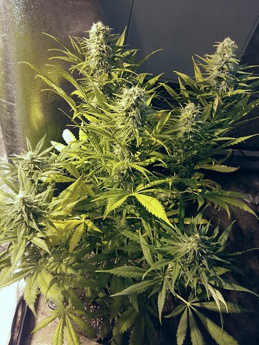 Growreport Bild 3
