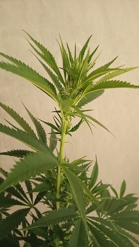 Growreport Bild 47