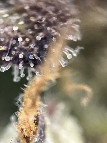 Growreport Bild 28