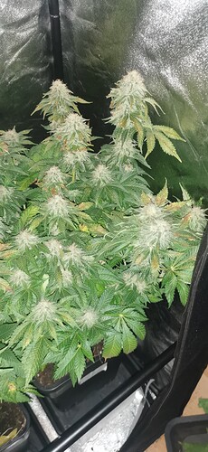 Growreport Bild 29