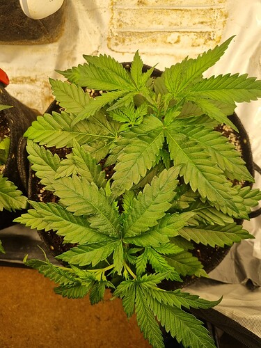 Growreport Bild 19