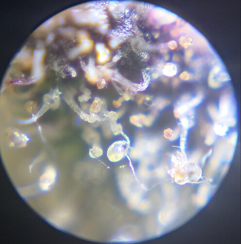 Growreport Bild 29