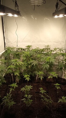 Growreport Bild 31