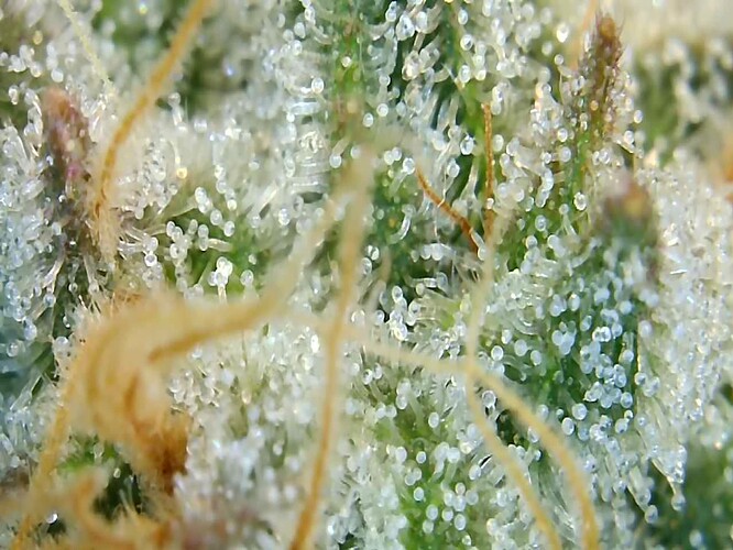 Growreport Bild 5