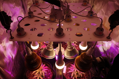 Zwei junge Cannabispflanzen unter einer LED-Wachstumslampe in einem Zelt.