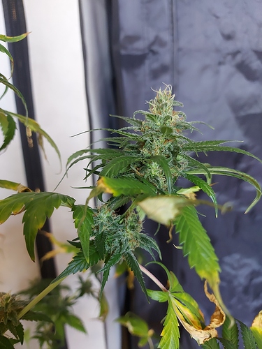 Growreport Bild 3