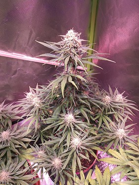 Growreport Bild 24